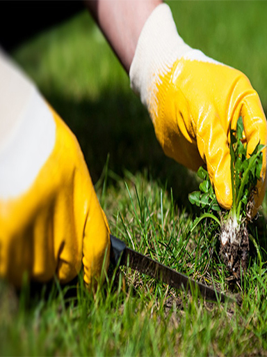 Weed Control