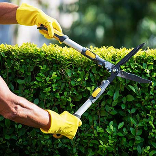 Hedge Trimming